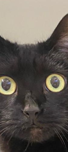 Georgina – Hauskatze, Weibchen, 1 Jahr, 28357 Bremen – Foto 1