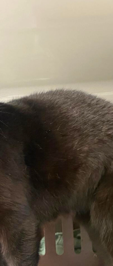 Georgina – Hauskatze, Weibchen, 1 Jahr, 28357 Bremen – Foto 2