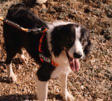 Stipe – Mischling, Männchen, 2 Jahre 3 Monate, Nordic Strays e.V. – Foto 2