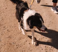 Stipe – Mischling, Männchen, 2 Jahre 3 Monate, Nordic Strays e.V. – Foto 5
