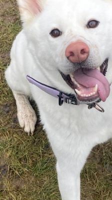 Shira – Akita Inu, Weibchen, 9 Monate, 70195 Stuttgart-Botnang – Foto 1