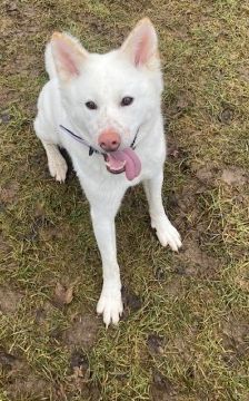 Shira – Akita Inu, Weibchen, 9 Monate, 70195 Stuttgart-Botnang – Foto 2