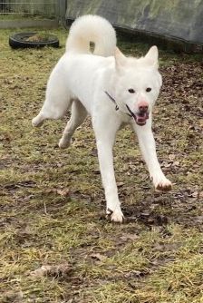 Shira – Akita Inu, Weibchen, 9 Monate, 70195 Stuttgart-Botnang – Foto 3