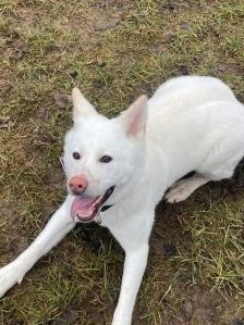 Shira – Akita Inu, Weibchen, 9 Monate, 70195 Stuttgart-Botnang – Foto 4