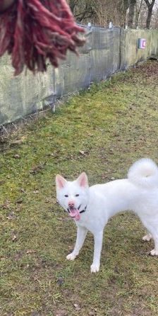 Shira – Akita Inu, Weibchen, 9 Monate, 70195 Stuttgart-Botnang – Foto 5