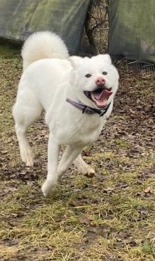 Shira – Akita Inu, Weibchen, 9 Monate, 70195 Stuttgart-Botnang – Foto 6