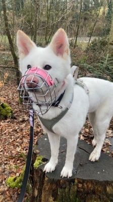 Shira – Akita Inu, Weibchen, 9 Monate, 70195 Stuttgart-Botnang – Foto 7