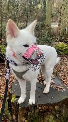 Shira – Akita Inu, Weibchen, 9 Monate, 70195 Stuttgart-Botnang – Foto 8