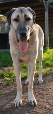 Pamuk – Kangal, Weibchen, 3 Jahre, 70195 Stuttgart-Botnang – Foto 1
