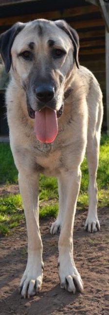 Pamuk – Kangal, Weibchen, 3 Jahre, 70195 Stuttgart-Botnang – Foto 2