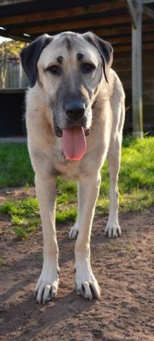 Pamuk – Kangal, Weibchen, 3 Jahre, 70195 Stuttgart-Botnang – Foto 3