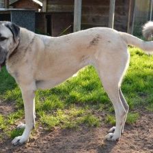 Pamuk – Kangal, Weibchen, 3 Jahre, 70195 Stuttgart-Botnang – Foto 4