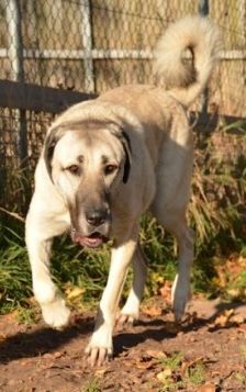 Pamuk – Kangal, Weibchen, 3 Jahre, 70195 Stuttgart-Botnang – Foto 5