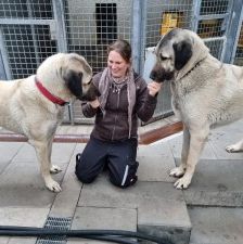 Pamuk – Kangal, Weibchen, 3 Jahre, 70195 Stuttgart-Botnang – Foto 6