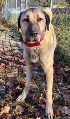 Pamuk – Kangal, Weibchen, 3 Jahre, 70195 Stuttgart-Botnang – Foto 7