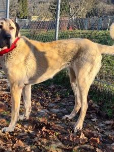 Pamuk – Kangal, Weibchen, 3 Jahre, 70195 Stuttgart-Botnang – Foto 8