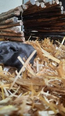 Rosa & Bonnie – Sonstiges, Weibchen, 18 Monate, 39576 Stendal – Foto 5