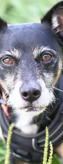 Max – Chihuahua-JackRussell-Zwergpinscher-Mix, Männchen, 7 Jahre, 13057 Berlin – Foto 1