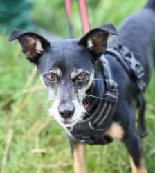Max – Chihuahua-JackRussell-Zwergpinscher-Mix, Männchen, 7 Jahre, 13057 Berlin – Foto 2
