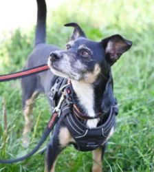 Max – Chihuahua-JackRussell-Zwergpinscher-Mix, Männchen, 7 Jahre, 13057 Berlin – Foto 3