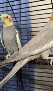 Pippa und Bubu – 2 x Nymphensittich, Männchen, 4 Jahre, 70195 Stuttgart-Botnang – Foto 1