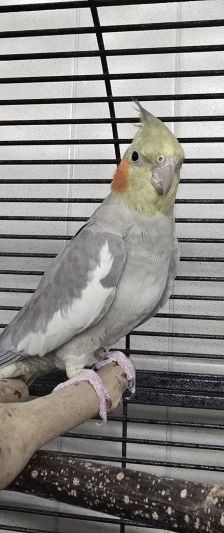Pippa und Bubu – 2 x Nymphensittich, Männchen, 4 Jahre, 70195 Stuttgart-Botnang – Foto 2