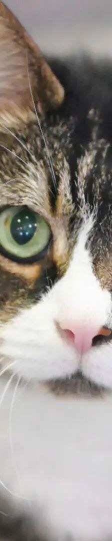 Merkimer – EKH, Männchen, 64 Monate, 13057 Berlin – Foto 1