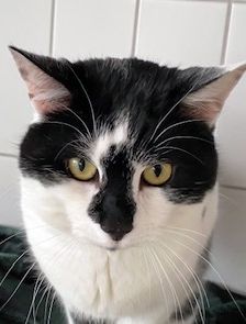 Alfonso – EKH, Männchen, Alter unbekannt, 90537 Feucht – Foto 1