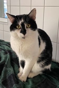 Alfonso – EKH, Männchen, Alter unbekannt, 90537 Feucht – Foto 2