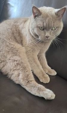 Kira – Britisch Kurzhaar, Unbekannt, 13 Jahre, 32758 Detmold – Foto 1
