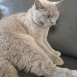 Kira – Britisch Kurzhaar, Unbekannt, 13 Jahre, 32758 Detmold – Foto 2