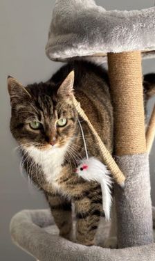 Minka – Katze, Unbekannt, 10 Jahre, 32758 Detmold – Foto 1