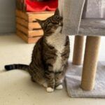 Minka – Katze, Unbekannt, 10 Jahre, 32758 Detmold – Foto 2