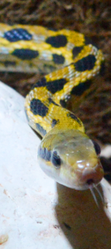 Meng – Taiwan-Schönnatter (Orthriophis taeniurus frisei), Männchen, Alter unbekannt, 28357 Bremen – Foto 1