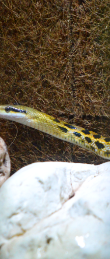 Meng – Taiwan-Schönnatter (Orthriophis taeniurus frisei), Männchen, Alter unbekannt, 28357 Bremen – Foto 3