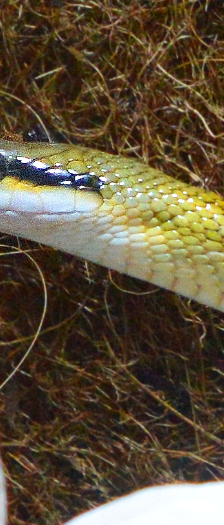 Meng – Taiwan-Schönnatter (Orthriophis taeniurus frisei), Männchen, Alter unbekannt, 28357 Bremen – Foto 4