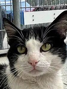 Sebastian – EKH, Männchen, 2 Jahre, 90537 Feucht – Foto 1