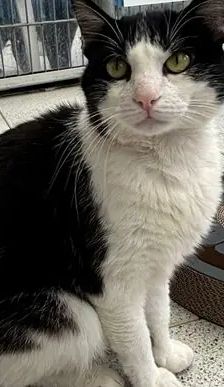 Sebastian – EKH, Männchen, 2 Jahre, 90537 Feucht – Foto 2