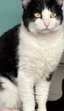 Sebastian – EKH, Männchen, 2 Jahre, 90537 Feucht – Foto 3