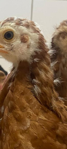 Caruso Prunella Henri und Henriette – Huhn, Unbekannt, Alter unbekannt, 28357 Bremen – Foto 1