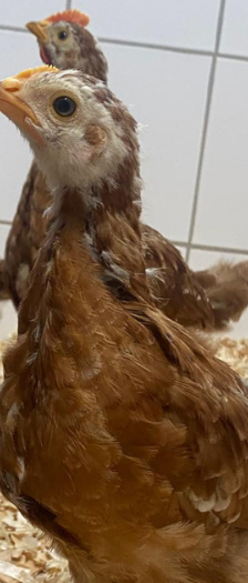 Caruso Prunella Henri und Henriette – Huhn, Unbekannt, Alter unbekannt, 28357 Bremen – Foto 2