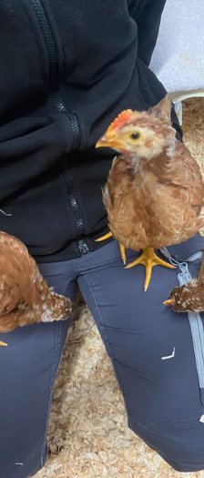 Caruso Prunella Henri und Henriette – Huhn, Unbekannt, Alter unbekannt, 28357 Bremen – Foto 3