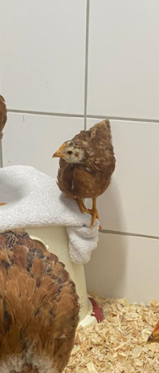 Caruso Prunella Henri und Henriette – Huhn, Unbekannt, Alter unbekannt, 28357 Bremen – Foto 4