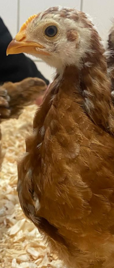 Caruso Prunella Henri und Henriette – Huhn, Unbekannt, Alter unbekannt, 28357 Bremen – Foto 5