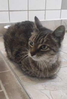 Wilma – EKH, Weibchen, 4 Jahre, 97074 Würzburg – Foto 1