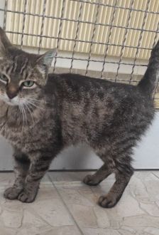 Wilma – EKH, Weibchen, 4 Jahre, 97074 Würzburg – Foto 2