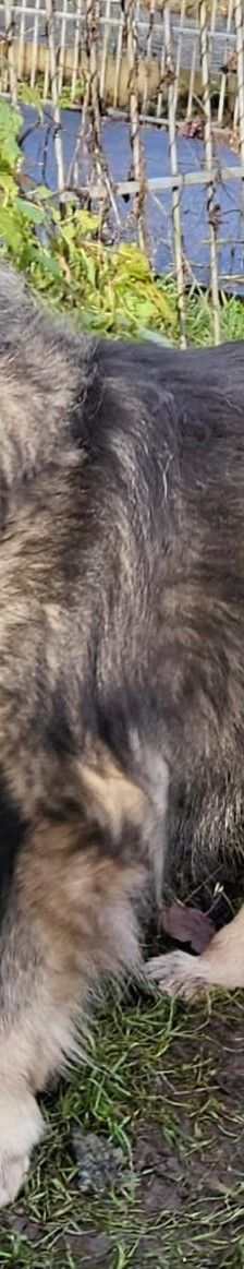 Smokey – Wolfsspitz, Männchen, 12 Jahre, 97816 Lohr – Foto 1