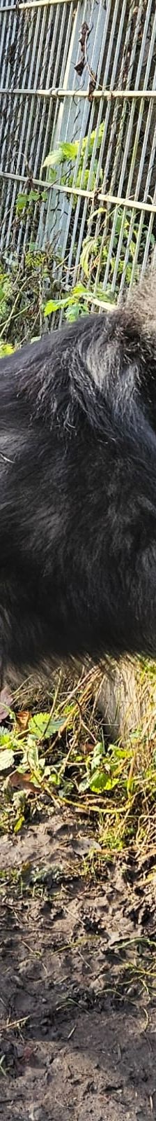 Smokey – Wolfsspitz, Männchen, 12 Jahre, 97816 Lohr – Foto 2