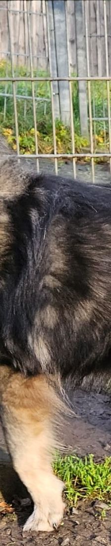 Smokey – Wolfsspitz, Männchen, 12 Jahre, 97816 Lohr – Foto 3
