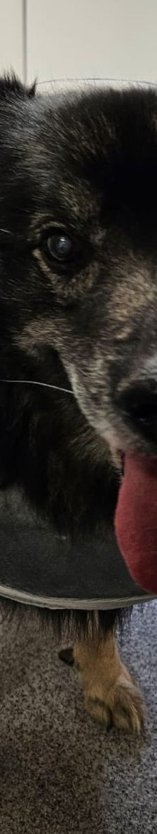 Smokey – Wolfsspitz, Männchen, 12 Jahre, 97816 Lohr – Foto 4
